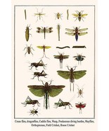 Crane flies, dragonflies, Caddis flies, Wasp, Predaceous diving beetles,... - $19.97