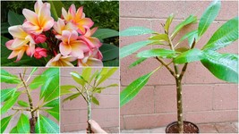 Rooted Pink Plumeria Plant (Cotton Candy) With Multi Tip - Home Garden - $131.99