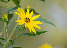 &quot;Quiet Sunflower,&quot; an A. Rose Designs (tm) note card - $5.95+