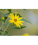 &quot;Quiet Sunflower,&quot; an A. Rose Designs (tm) note card - $5.95+