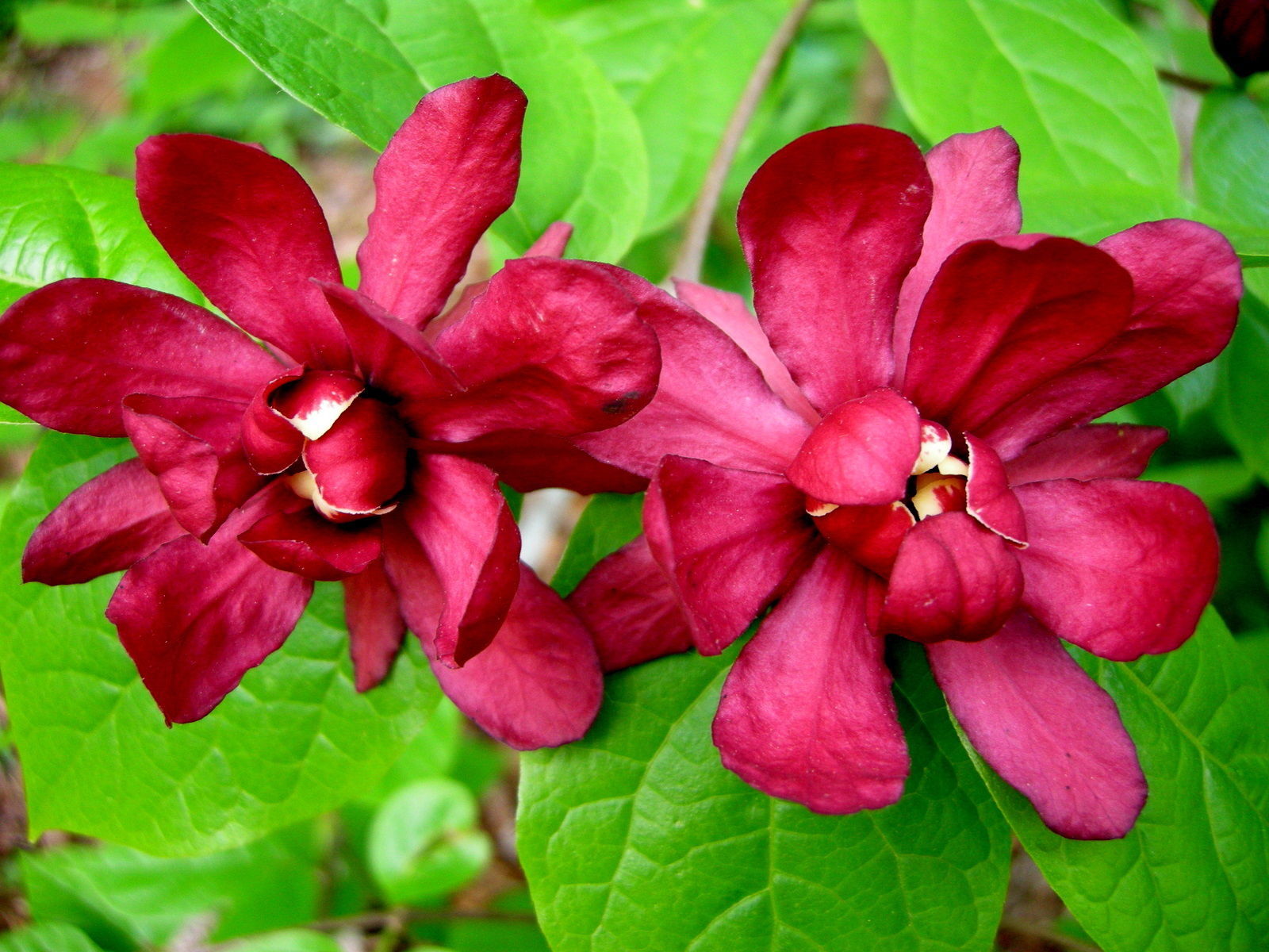 10 Sweet Shrub, Carolina Allspice, Calycanthus Floridus, Shrub Seeds
