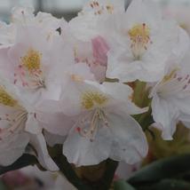 Quart Pot - Cat Album White Rhododendron - Live Plant - Garden - FREE SHIP - $58.99