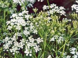 CARAWAY, HERB 1000+ SEEDS ORGANIC, CAN USE SEEDS, PLANT AND ROOTS ON THI... - $12.00