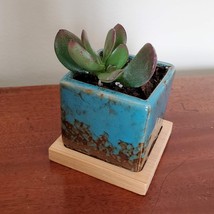 Blue Ice Crack Ceramic Succulent Planter with Live Jade Plant, Crassula Ovata image 2