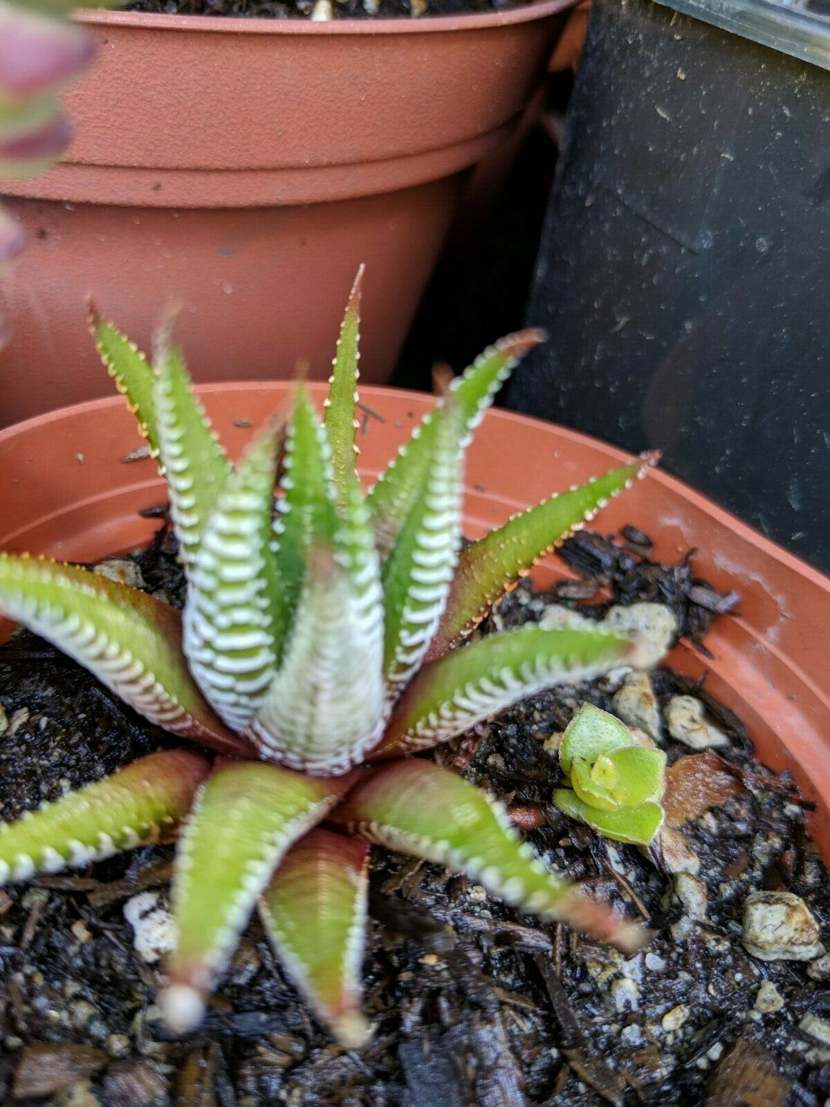 zebra plant yard garden outdoor living on Haworthia Zebra Cacti Succulent In 2 Pot And Similar Items