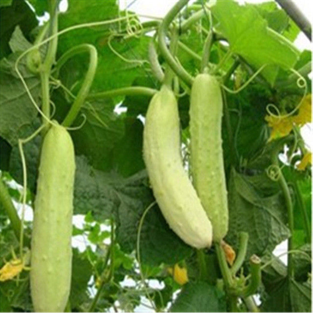 Fresh Long Crisp Japanese/Chinese Cucumber Seeds Asian Korean White