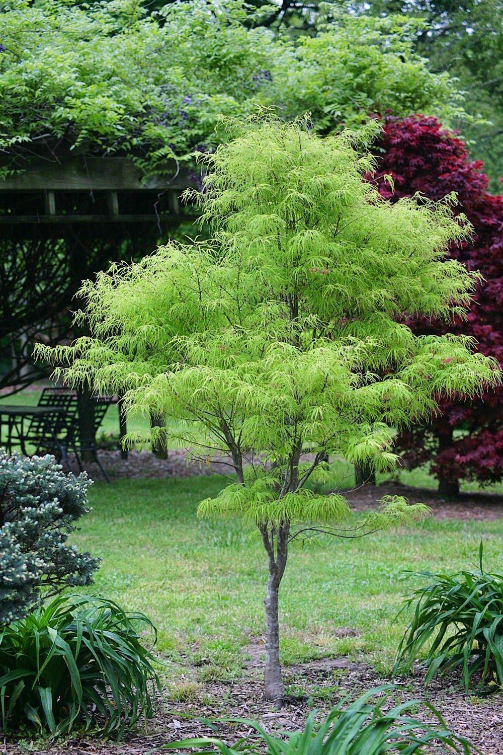 Live Plant Koto No Ito Japanese Maple Tree - Trade Gallon Pot FREESHIP ...