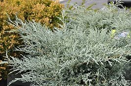Juniper Angelica Blue - 1 Live 4 Inch Pot - Juniperus Chinensis - Drought Tolera - $24.98