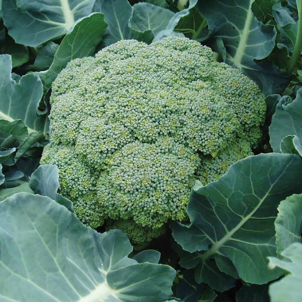 Primary image for Non GMO Calabrese Broccoli - 250 Seeds
