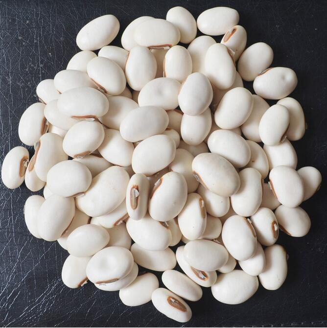 magic bean seeds