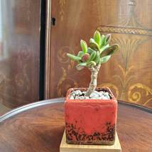 Bonsai Jade, Red Pot & Live Red Horn Tree Succulent, Ice Crack Ceramic Planter image 10