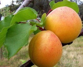 Prunus Armeniaca Mandshurica (Manchurican Apricot) 5 seeds - $3.08