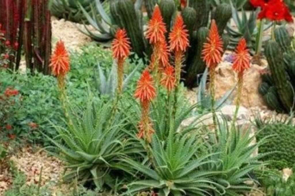 1 Live Plant 10 Aloe Blue Elf Flowering Plant, Aloe Vera Flower Plant Live - DL