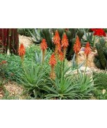 1 Live Plant 10&quot; Aloe Blue Elf Flowering Plant, Aloe Vera Flower Plant L... - $58.00