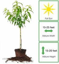Flordaking Peach Tree 4-5ft. Tall  - Large Fruit   -   Heavy Producer image 3