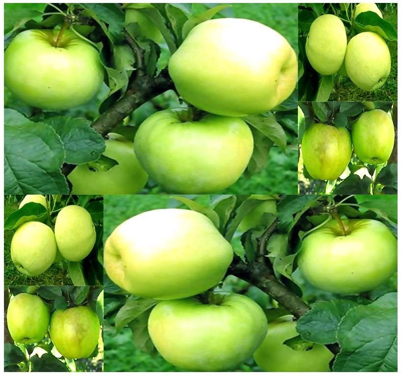 10 Antonovka Apple Tree Seeds Malus Pumila Edible Fruit Fruit Seeds