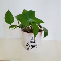 Jade Pothos Houseplant in Ceramic Planter, Let Love Grow Flower Pot, Epipremnum image 1