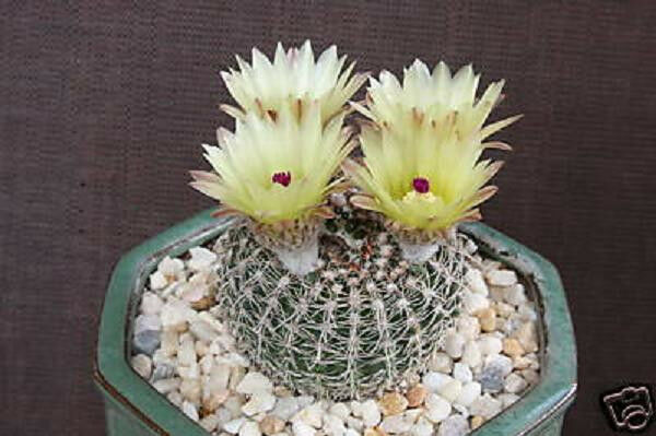 Notocactus veenianus, exotic globular parodia rare desert cactus cacti ...