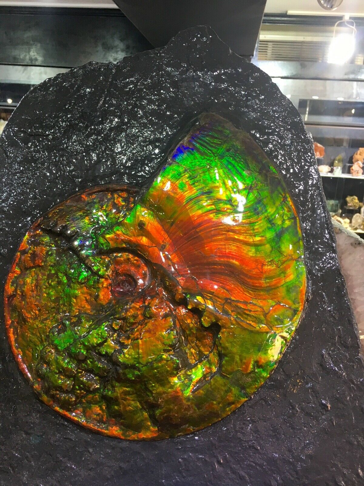 AMMOLITE OPALIZED AMMONITE WALL DINOSAUR FOSSIL JURASSIC TREASURE ...