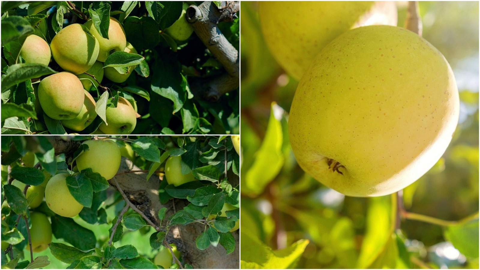 Yellow Delicious Apple Tree (3-4') - Home Gardening Outdoor Living - $59.99