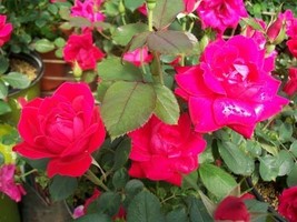 Double Knock Out®  Red Rose 3 Gal Live Plants Flower Plant Disease Resist Roses - $53.30