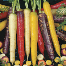 130 seeds carrot, RAINBOW BLEND Purple Red White Yellow - $12.49