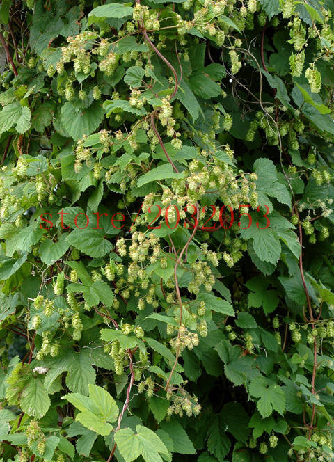 20 Hops Plant Humulus Lupulus The Brewing beer plant or ...