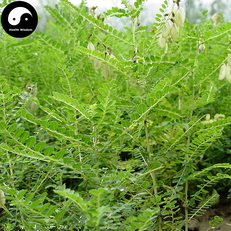 Buy Astragalus Seeds 100pcs Plant Medicinal Herb Radix Astragali For