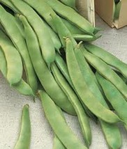 Romano Pole Bean Seeds Italian Brown or White Flat Yard Heirloom Qing Bain Lu Qi - $2.23+