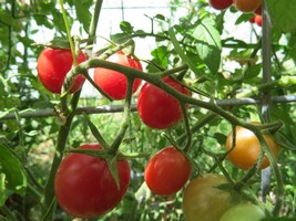 Artesan Pink cherry tomato  - fantastic flavor and production - $5.25