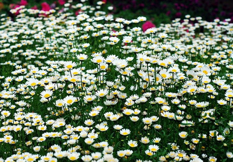 Chrysanthemum Paludosum Seeds 200pcs, Chrysanthemum Parthenium, White