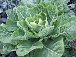 Collard Greens, Morris, Heirloom, Organic 50+ Seeds, Great For Salads, Cooking - $4.99