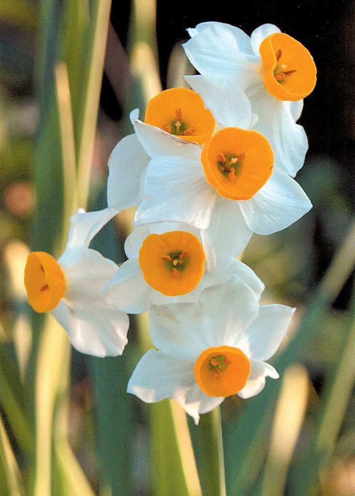 Narcissus 'Chinese Sacred Lily' (25 Bulbs)Tazetta Daffodil. Exquisite