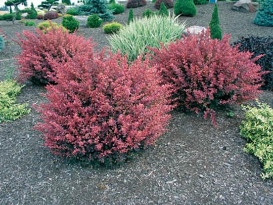 2 Rose Glow Barberry shrub qt. pot (Berberis thunbergii 'Rose Glow')