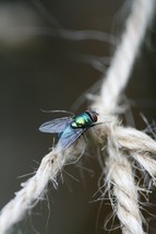 Bluebottle thumb200