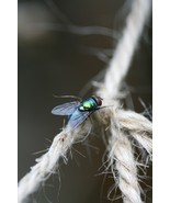 Bluebottle Fly on Garden Twine (Photo Print) - $12.00