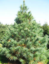 1 White Pine Tree These fast growing trees - $29.90