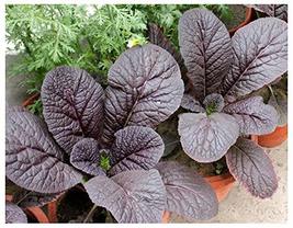 Sow No GMO Mustard Red Giant Japanese / Asian Non GMO Heirloom Vegetable 50 Seed - $2.45