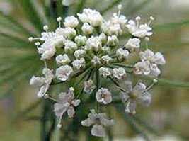 Bishop Flower seed, Organic, 25+ seeds per pack , A sweet white danity flower . - $1.67