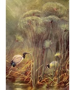 Sacred Ibis in Papyrus 1909 Antique Ornithology Lithograph, Vintage Bird... - $16.00