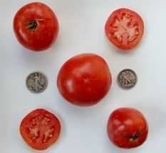 Manitoba - Organic Heirloom Tomato Seeds - Very Early - 40 Seeds - $9.86