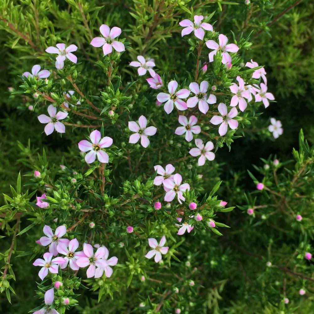 Live Breath of Heaven (pink) - Coleonema pulchrum 'Compacta' Plant Fit ...