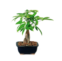 Money Tree Bonsai   -  10-12’’ in. Live Plant with Ceramic Pot image 2