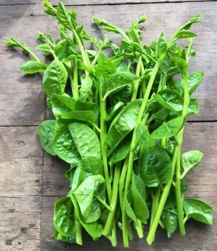 Green Stem Malabar Spinach (Bachali) HEIRLOOM 30+ Seeds 100% Organic Non GMO USA