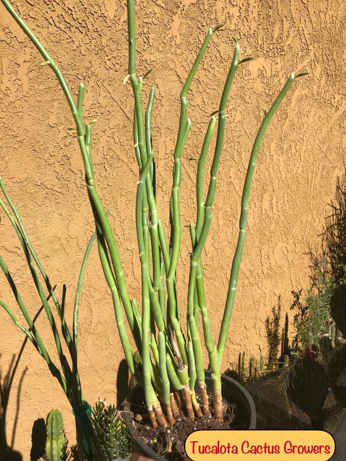 Pedilanthus macrocarpus Lady Slipper 22"T 20 Stems BareRoot 2P Cacti