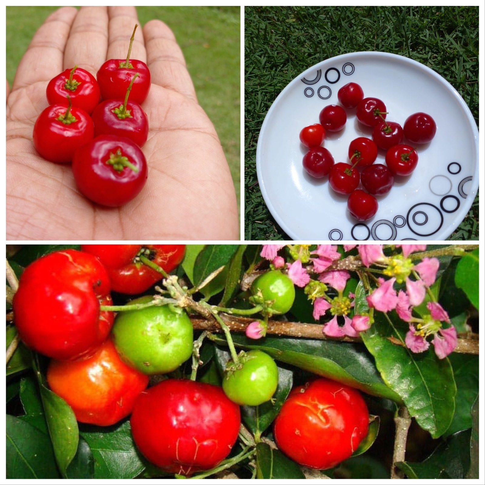 Barbados Cherry Seeds Malpighia Emarginata Sweet Exotic Tropical Fruit 50 Seeds