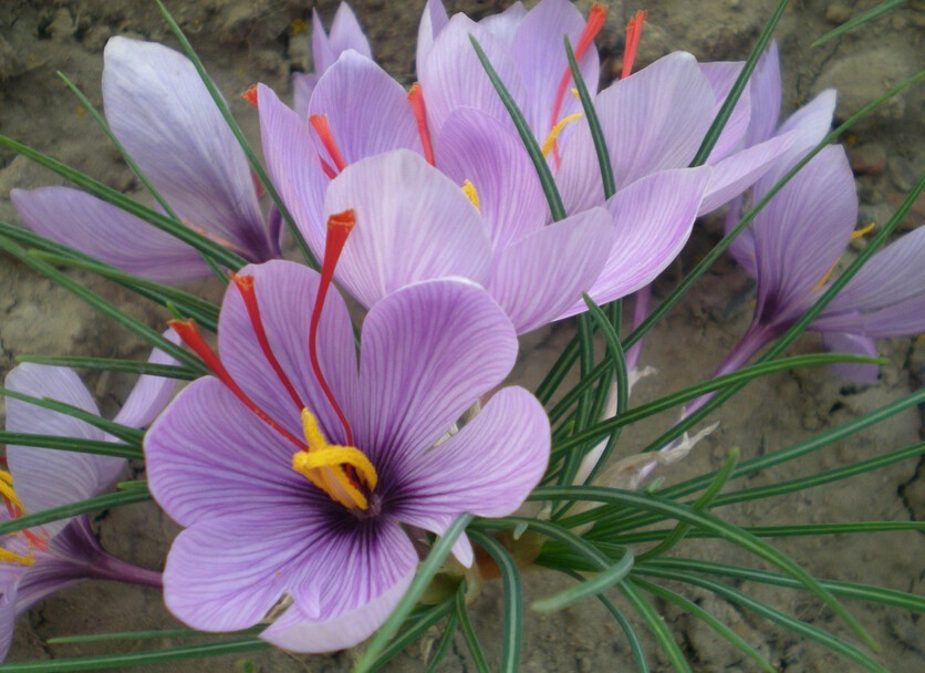120 Seeds Hot Sale Many varieties Saffron Seeds Saffron Flower Bonsai