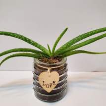 Aloe Vera Plant in Glass Container with Love, Succulent Gift, Live Houseplant image 2