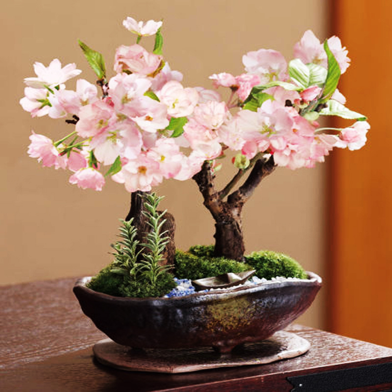 20pcs Japanese Sakura Flower Pots Seed Cherry Blossoms ...