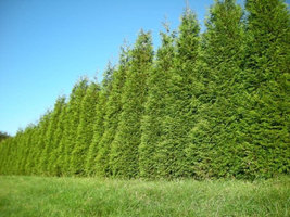 15 Thuja Green Giant Arborvitae 2.5" pot 6-12" image 3